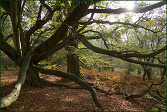 Herbst im Reinhardswald