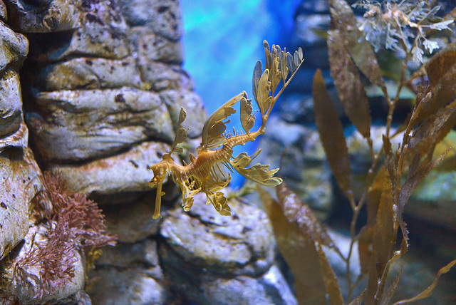 Leafy Sea Dragon