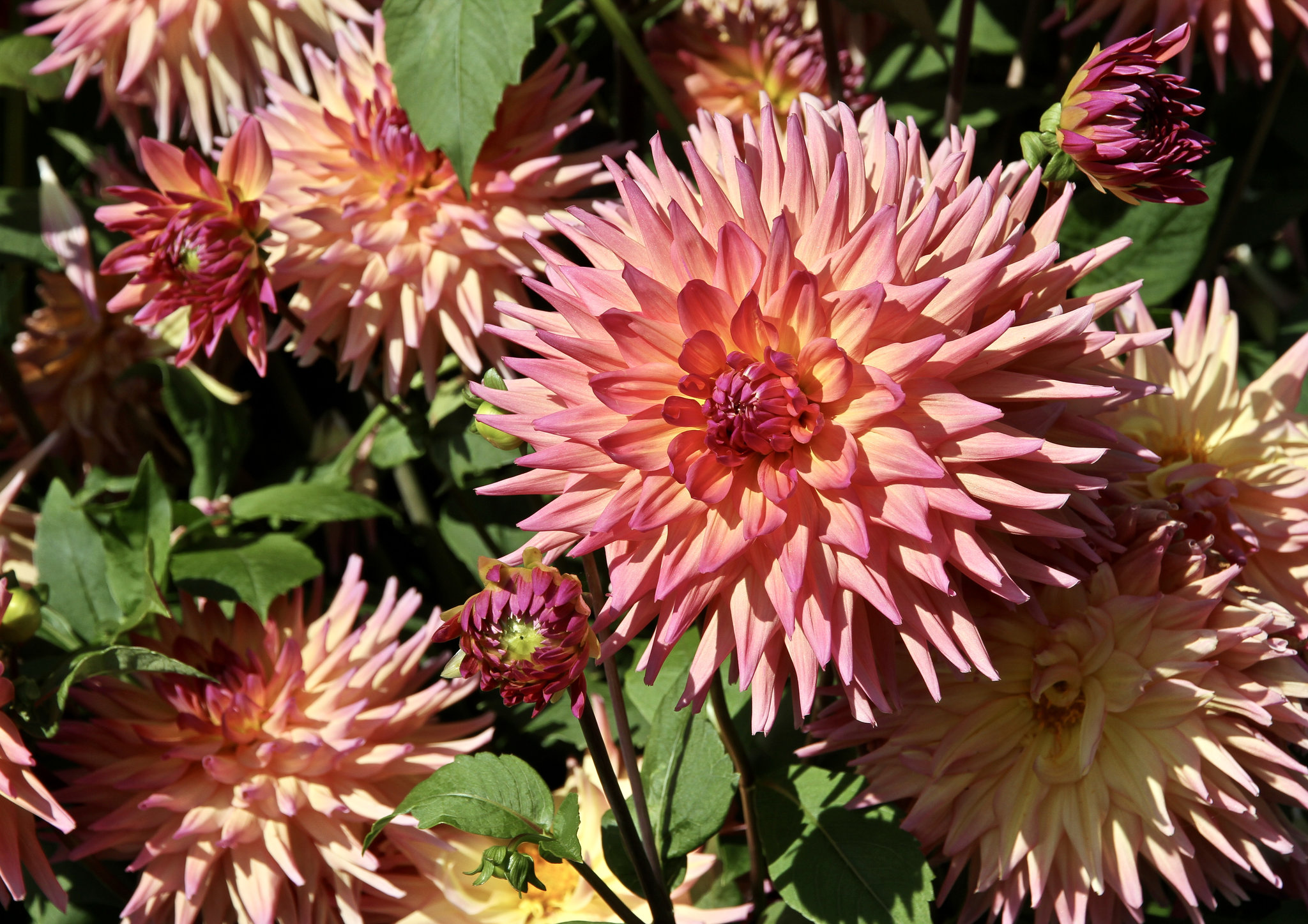 Dahlien
