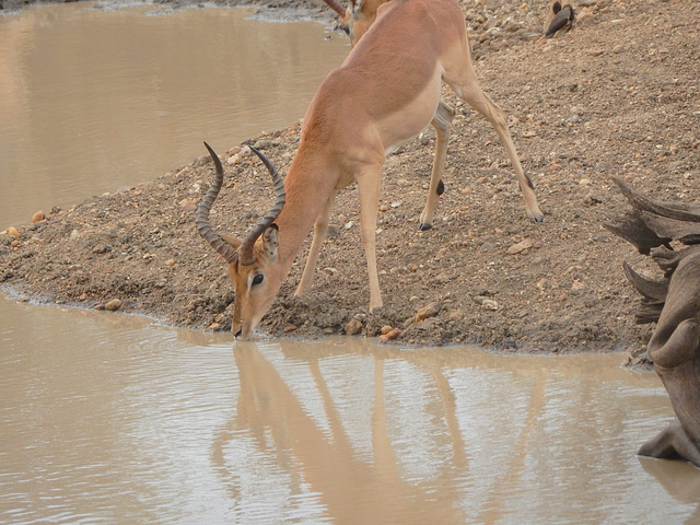 impala at the water hole