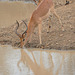 impala at the water hole