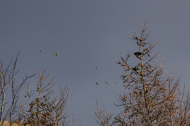 Goldfinches watched by Jackdaws