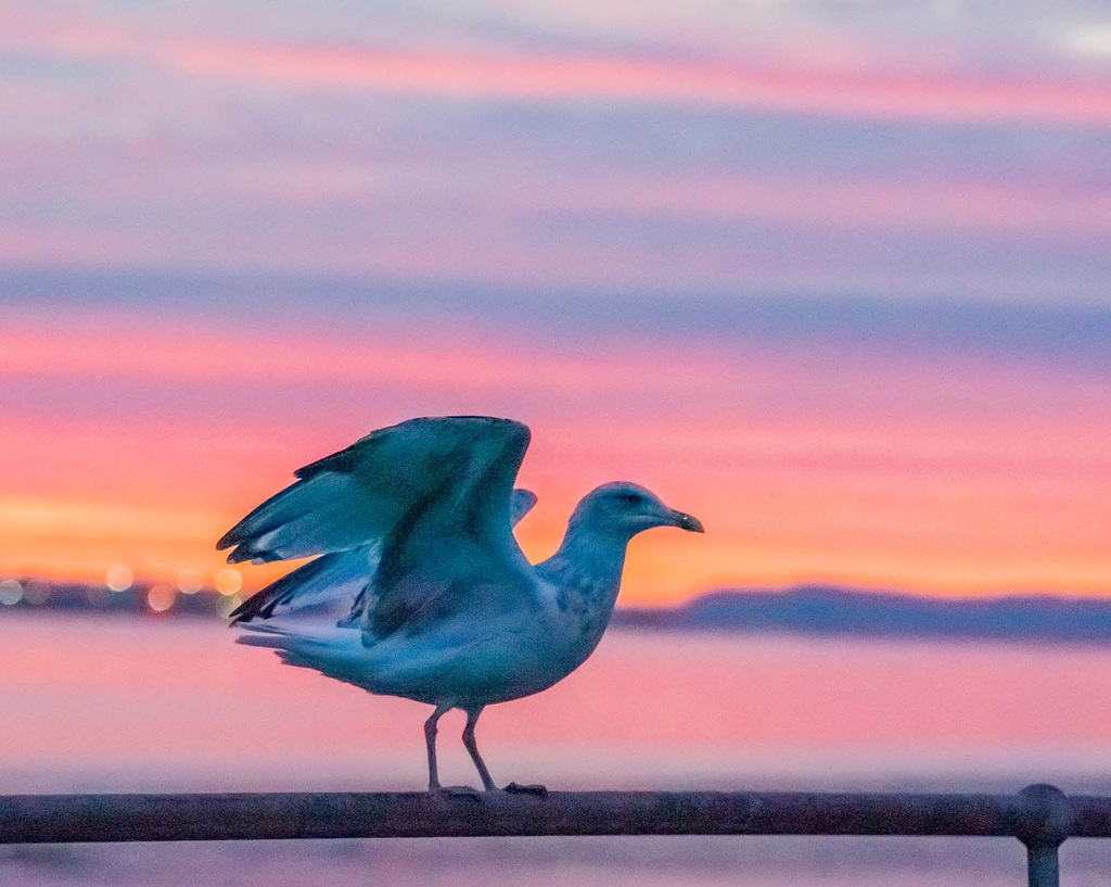 A gull posing nicely