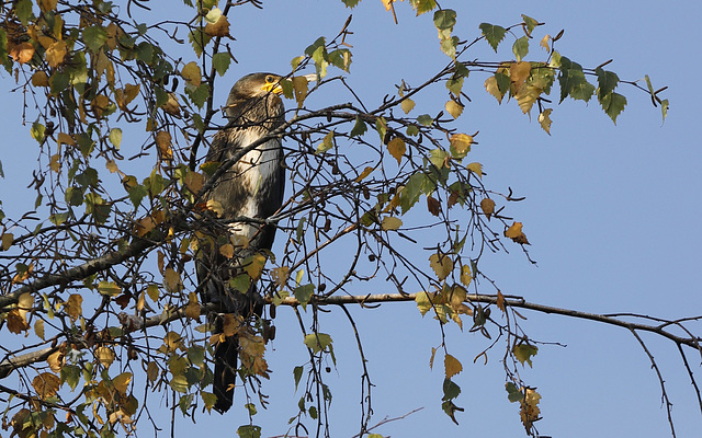 Cormoran