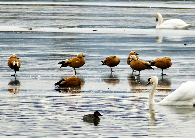 Rostgänse auf dem Weiher