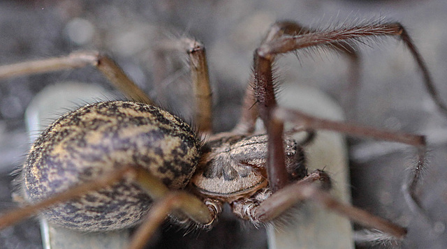 20100514 3450Mw [D~LIP] Haus-, Winkelspinne (Eratigena atrica syn. Tegenaria atrica), Bad Salzuflen