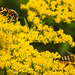 20210927 2921CPw [D~LIP] Insekt + Honigbiene, Kanadische Goldrute (Solidago canadensis), UWZ, Bad Salzuflen