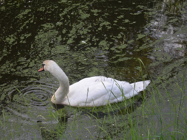 Des ronds dans l'eau.