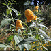 Buddleja x weyeriana 'Sungold', Buddleia jaune (3)