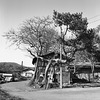 House with a pine tree