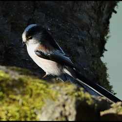 MESANGE A LONGUE QUEUE