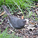 Dark-eyed Junco