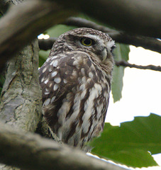 EF7A9744 Little owl