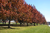 Autumn In Canberra
