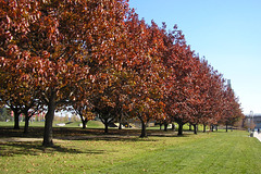 Autumn In Canberra