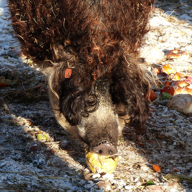 Mangalitsa pig