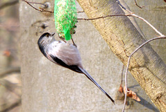 Schwanzmeise am Futterknödel