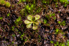 Drosera Glandullgera