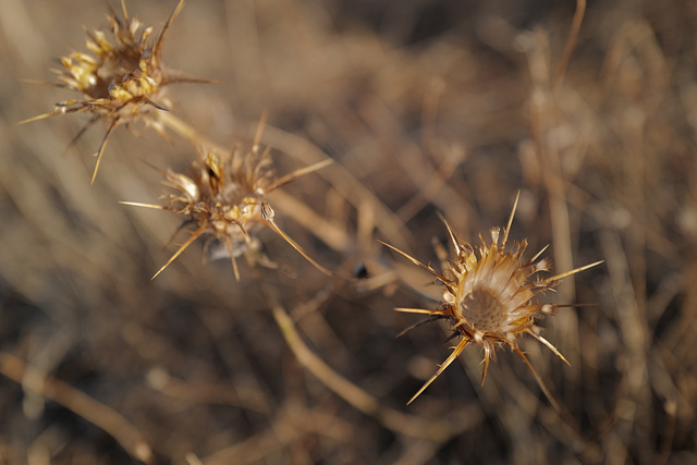 Thirsty Land Poetry