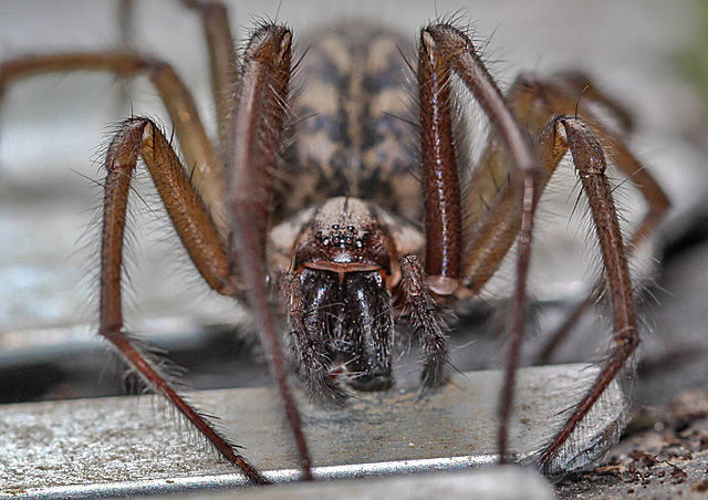 20100514 3452Mw [D~LIP] Haus-, Winkelspinne (Eratigena atrica syn. Tegenaria atrica), Bad Salzuflen