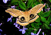 Polyphemus Moth (Antheraea polyphemus)