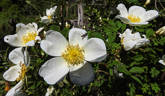 20210524 0296CPw [D~LIP] Rose, Insekt, UWZ,  Bad Salzuflen