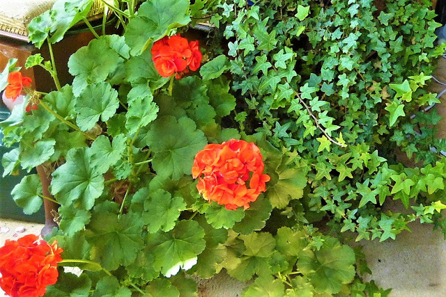 Red geranium