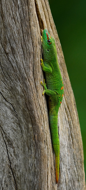 Madagaskar-Taggecko