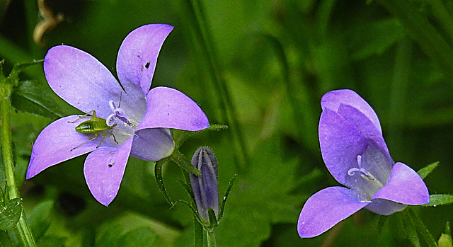 20240520 0148CPw [D~LIP] Dalmatiner Polster-Glockenblune (Campanula portenschlagiana), Grüne Futterwanze (Lygocoris pabulinus) [Nympfe], BS