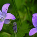 20240520 0148CPw [D~LIP] Dalmatiner Polster-Glockenblune (Campanula portenschlagiana), Grüne Futterwanze (Lygocoris pabulinus) [Nympfe], BS