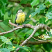 Blue tit Blue tit