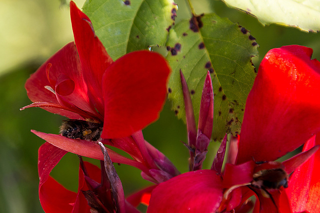 20140801 4447VRAw [D~E] Hummel, Gruga-Park, Essen