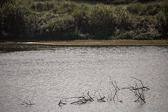 20140912 5224VRAw [NL] Terschelling