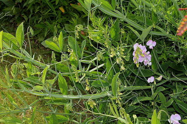 Lathyrus (2) 1024