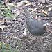 Dark-eyed Junco