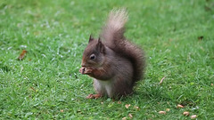 Red squirrel at his leisurely lunch!