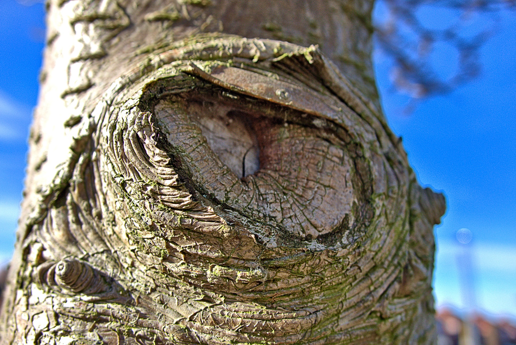 Bark