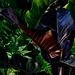 IMG 0375 Philodendron cardinal au soleil couchant