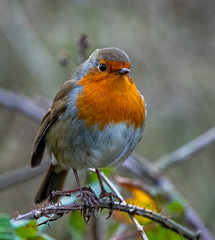 Robin