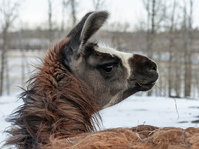 Llama, glancing back