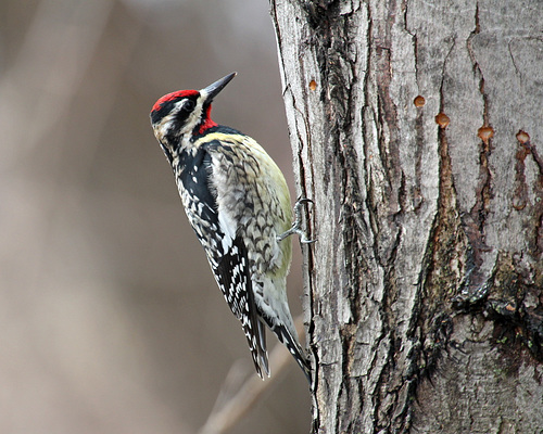 pic maculé mâle / male yellow-bellied sapsucker