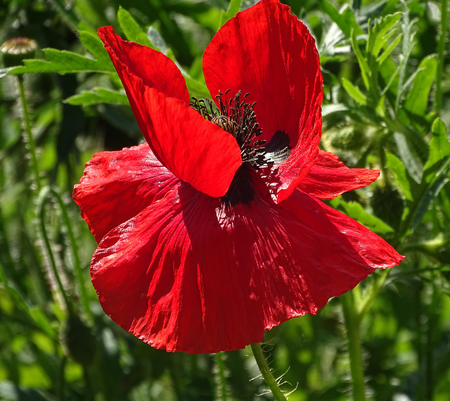 ...Quand le vent coquin soulève ma robe...