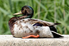 EOS 6D Peter Harriman 14 05 31 29138 duckNapping dpp