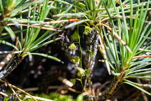 Drosera Menziesii