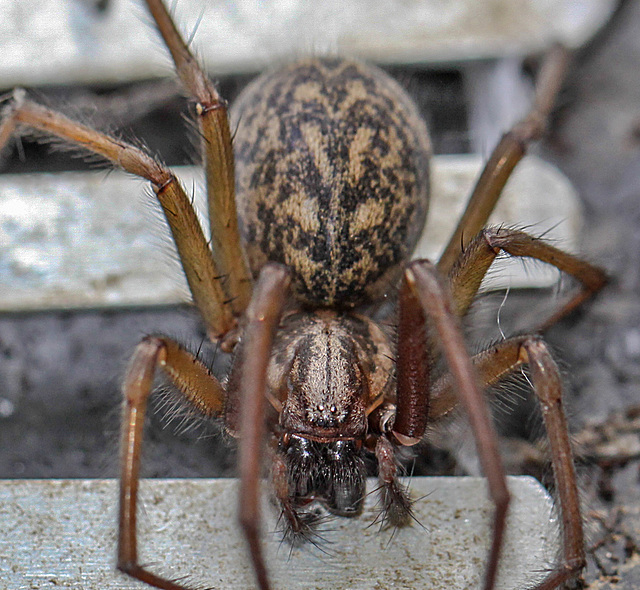 20100514 3453Mw [D~LIP] Haus-, Winkelspinne (Eratigena atrica syn. Tegenaria atrica), Bad Salzuflen