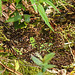 20210927 2923CPw [D~LIP] Samenreife, Herbst, UWZ, Bad Salzuflen
