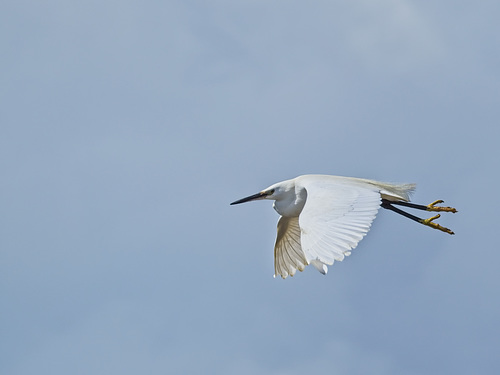 Little Egret in Flight