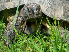 Schildkröte - Alter unbekannt