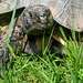 Schildkröte - Alter unbekannt