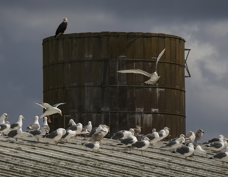 Bald Eagle and Prey